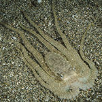 Thaumoctopus mimicus